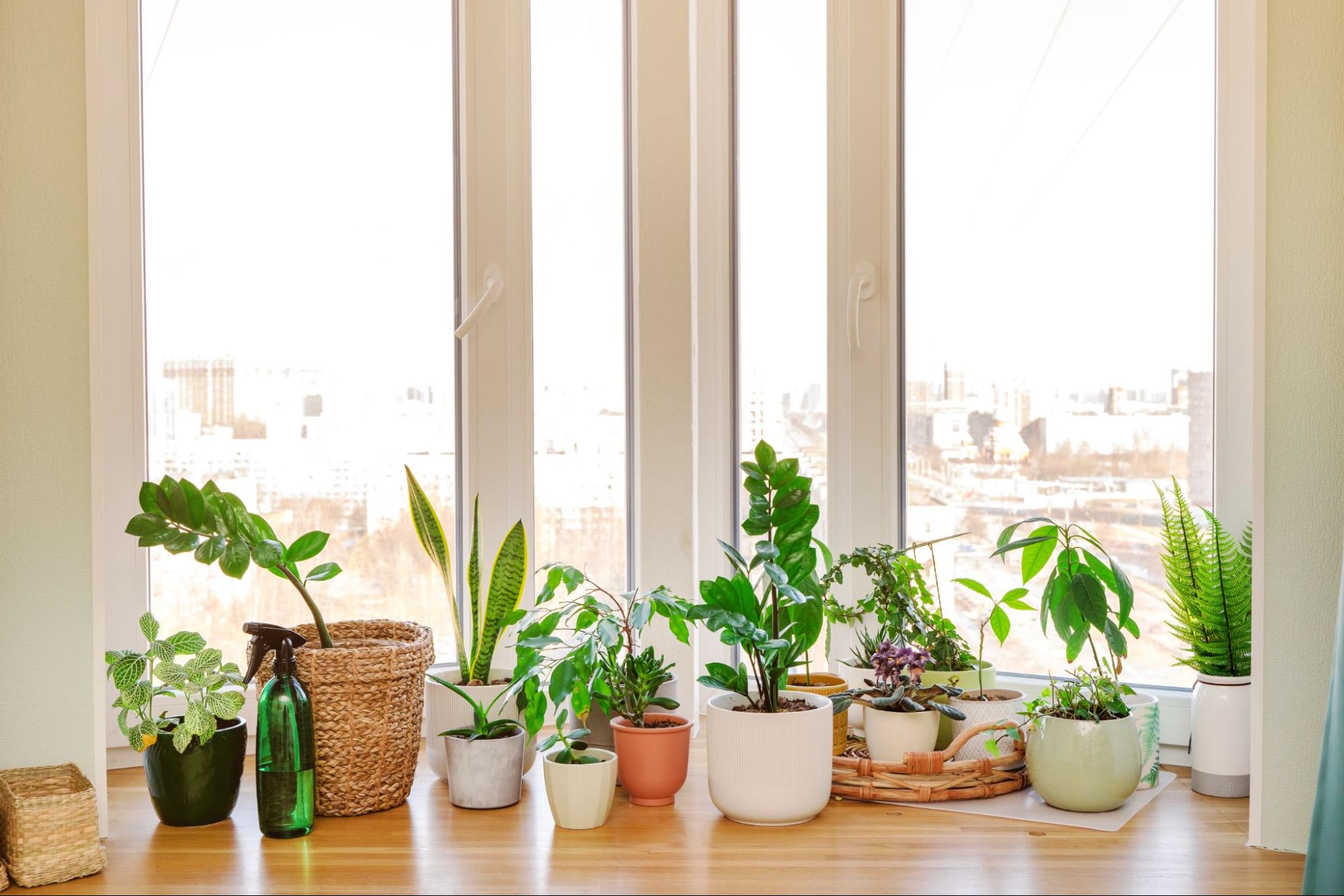 This is a picture of indoor house plants in sunlight